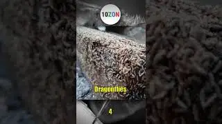 Most Intelligent Insects #shorts