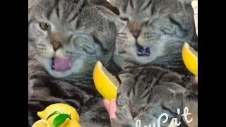 Кот и лимон / 🍋😻