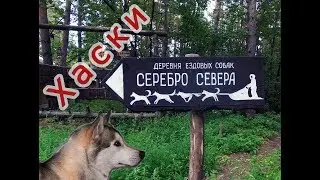 Деревня ездовых собак - хаски "Серебро севера"