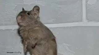 Дегу шоколадный букетик
