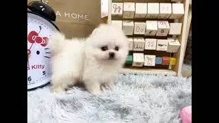 Teacup Pomeranian - Ariel