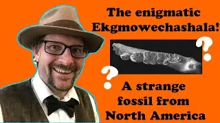 The enigmatic Ekgmowechashala, a strange fossil from North America