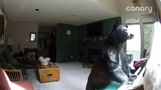 Bear Breaks Into Colorado Home, 