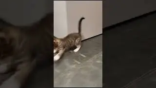 Michiko.ru | Котята Тайлер и Томас ищут дом. Отдаем бесплатно. Кошки в дар в добрые руки.
