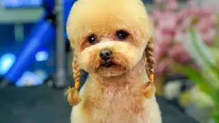 狗狗做美容时乖到不行，剪完的樣子可愛極了，大家爭著抱它 ‖ Poodle Dog Grooming ‖ pet groomer ‖ 寵物美容