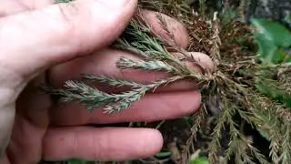 Секвойядендрон и Криптомерия