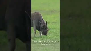 Cow like Eland - largest Antelope