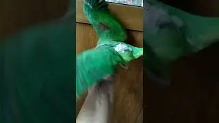 Александрийский попугай Выкормыш