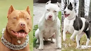 10 STRANGE COLOR BREEDS OF PILTBULL