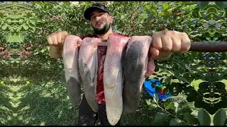 Juicy beef tongue of the GIANT COW, cook with love 😍Best tongue kebab recipe