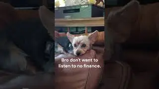 Puppy falling asleep. #dog #dogsleeping #memes #cute #yorkie #puppy
