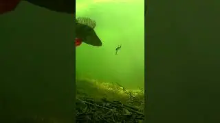 Cheating death. #shorts #fishing #new #рыбалка