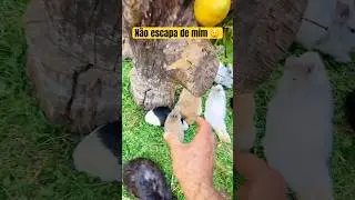 O Coelho Roxo 😲 #pets #shorts