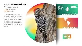 Compendio: Las Aves del IPN 🦜- Parte2