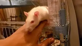 Lovely Spencer