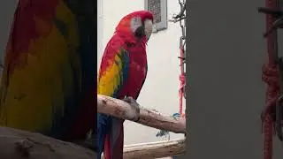 Как говорит попугай красный Ара