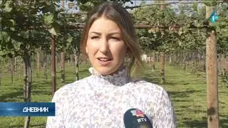Prva plantaža kivija u Srbiji
