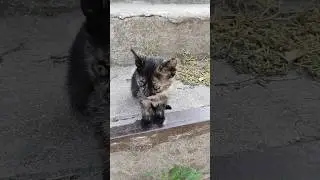 Кошка и Котята