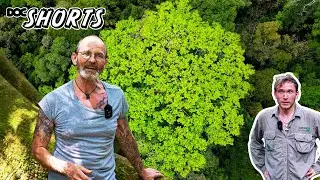 DOC SHORTS | Folge 17 - Die Achse zwischen Himmel und Erde: Ceiba pentandra