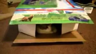 Catinthebox