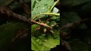 палочник едят листики малины