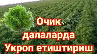 09 02 2022 Очик далаларда Укроп етиштириш. сотилади ☎️ +998997249448 Сурхандарё