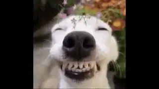 просто собака