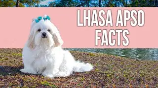 Lhasa Apso - Top 10 Facts