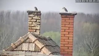 Kuvik egeret hozott a párjának 2.0 / Little owl brought a mouse to her partner