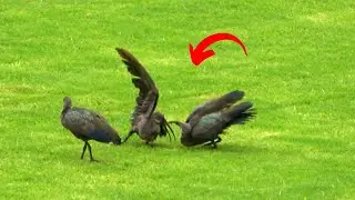 Male Birds Battle Each Other Over Mating Rights