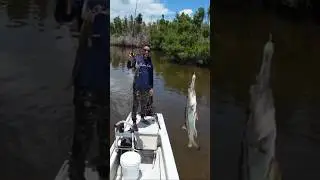 Pescaría boa e assim doblete de robalo #robalo #pescaria #fishing #fish