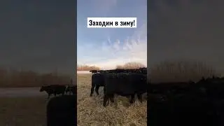 Абердин Ангус зимой в Казахстане