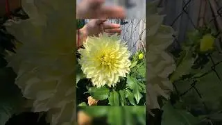 Формируем клубневые георгины