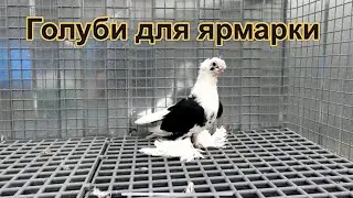 ПТИЦА ЕДЕТ НА ВЫСТАВКУ ЯРМАРКУ 2022 ОСЕНЬ