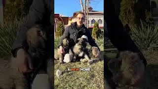 Do you like our pups? ❤️🐻 #caucasianshepherd #doglover #dog