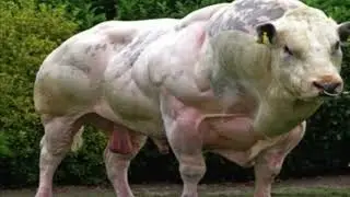 Unbelievable 10 Giant Bulls That Exist