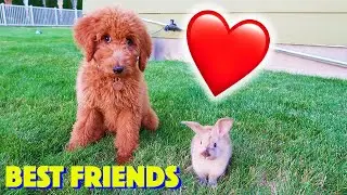 Zoey Doodle Puppy Plays With Bunny! Cute Friends