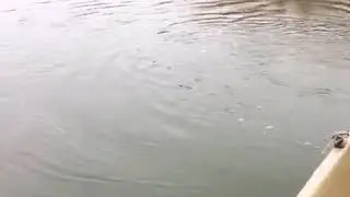 Жерех на крючке!