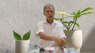 Anthony Sim   DIY potted plants