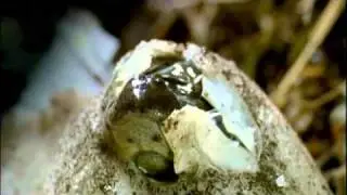 Worm Earth - The Third Twin - Homemade