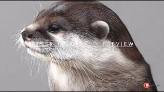 Otter tutorial preview #beginnerartists #pastelpencils #patreon #softpastels