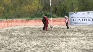 Питбуль 2 упр.