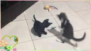 Frajola & Amora: O lápis e o brinquedo