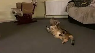 Дикая собака пытает кота Винсента.