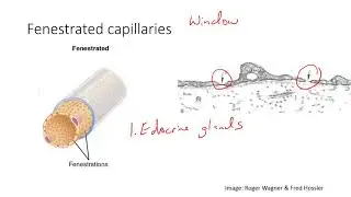 HSCI 4590- 3 types of capillaries