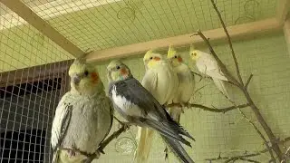 Активность попугаев утром. Нимфы - Кореллы