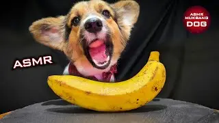 Corgi Dog Dislike Banana ASMR 🐕