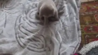 котёнок с пушистым хвостом )
