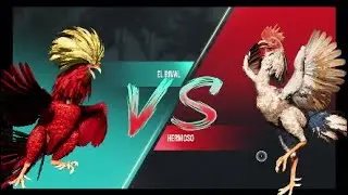 CaCK FIGHT