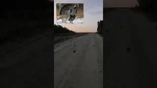 #дикиеживотные